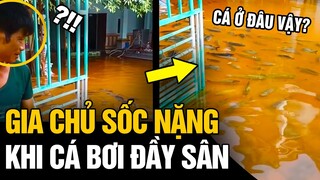 Chủ nhà SỐC NẶNG khi thấy HỒ CÁ BẤT ĐẮC DĨ ngay trong sân nhà mình | Tin Nhanh 4s