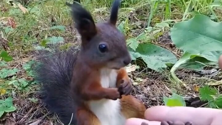 The older brother is feeding squirrels nuts in the woods—why are these squirrels so glitchy?!