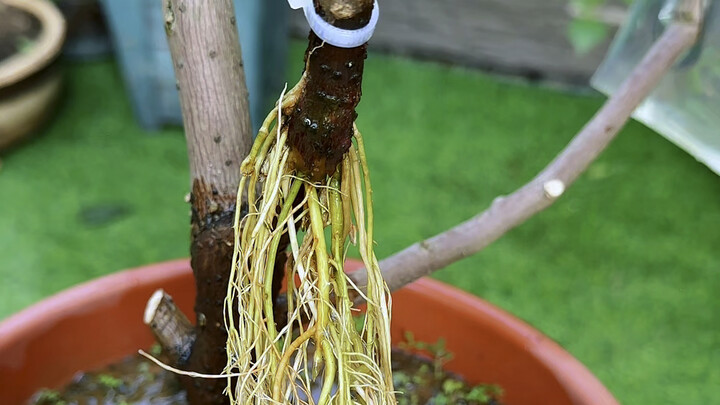 No need to buy rooting agents—just make them at home!