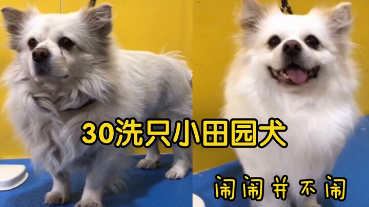 Washing a small farmyard dog for 30 yuan—Nanao isn’t being naughty at all!