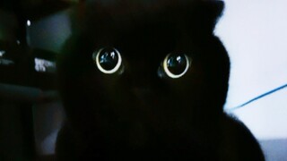 Challenging the cutest and brightest-eyed kitten on the entire internet!