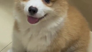 The corgi puppy is about to leap right out of the screen!