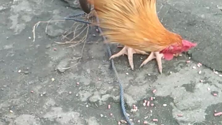 my pumpkinswerter1xwinner