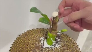 I happened to see the city management picking jackfruits on the street. I decided to take one.