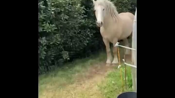 Seri Kuda Imut: Kuda-Kuda Ini Akan Mencerahkan Harimu – Kumpulan Video Kuda Lucu dan Menggemaskan