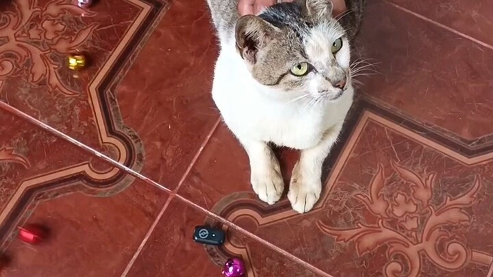 ASMR cat with jingle bells fun | Relaxing Video 🎉