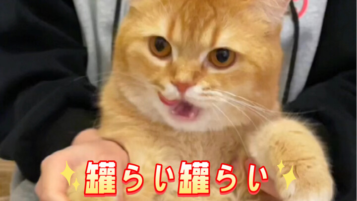 [Meow-San Series] Cans are coming—cans are arriving from all directions—in Japanese.