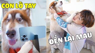 Đông Dương Đại Ngáo | Khi Bố Sai Vặt Một Con Chó Mất Não Như Ngáo Và Hậu Quả Thì 🤣 Gâu Đần Official