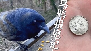 当你和一群乌鸦成为朋友，每天的乐趣就成了开礼物盲盒
