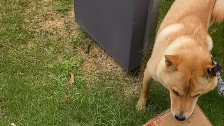 Picking up packages has become a sport…