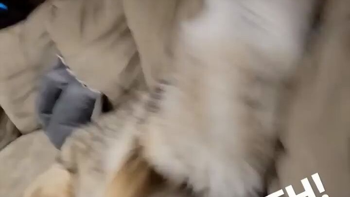 Playing with a Fluffy Little Coyote