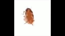 Not a meme but some cockroach dancing to Mexican music