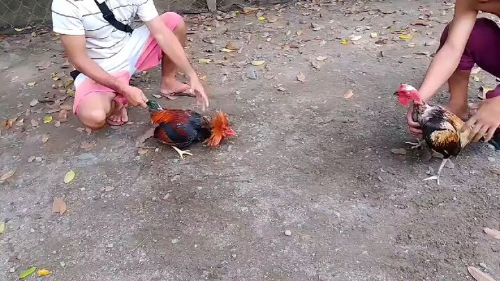 spar ni cobra😂😂😂