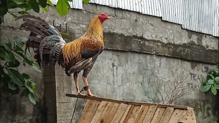 bulik/hatch 1st win @lunao cockpit, GINGOOG CITY