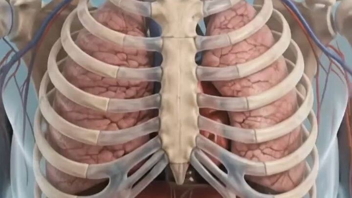 How the Human Body Works 🧠❤️🩸 | Brain, Heart & Blood Explained