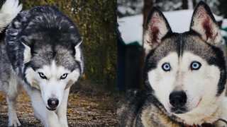 The Whole Growth Process of a Husky Puppy