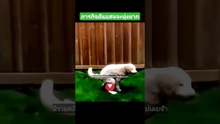 ภารกิจอันแสนจะยุ่งยาก