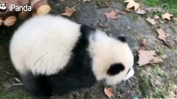 Terbahak-bahak! Kamu Ini Kelinci Atau Panda?