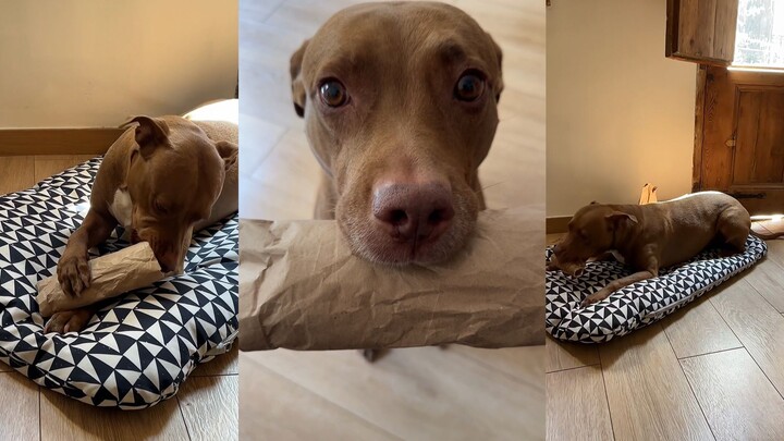 A gift for the dog needs packaging to truly be called a gift.