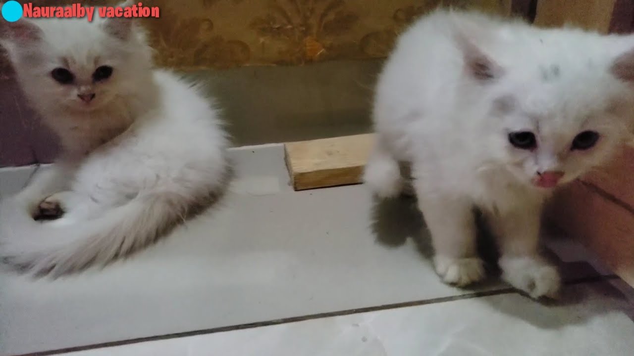 Kucing kitten kembar lagi makan dan bermain - Bilibili