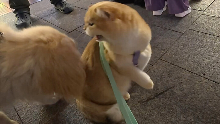 Kucing: Hari ini kamu terlihat sangat mudah untuk dipukul