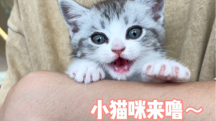 Saya ingin menyebutnya sebagai puncak tingkat manja di kalangan kucing