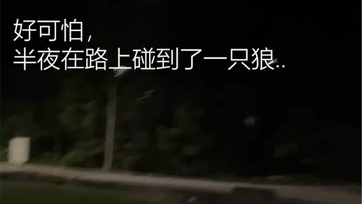 อุ๊ย กำลังเดินเล่นตอนดึกก็เจอหมาป่าบนถนน…