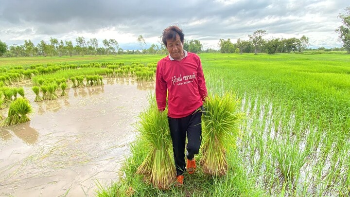 ถึงฤดูกาลทำไร่ทำนาอีกหนึ่งอาชีพของหมอลำ รุ่งโรจน์