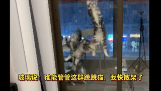 My glass is bound to get smashed by these five crazy cats of mine sooner or later.