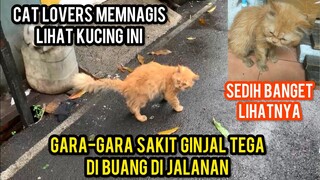 Kucing Persia Di Buang Karena Sakit Ginjal Dan Sedih Banget  Kondisinya DiJalan..!