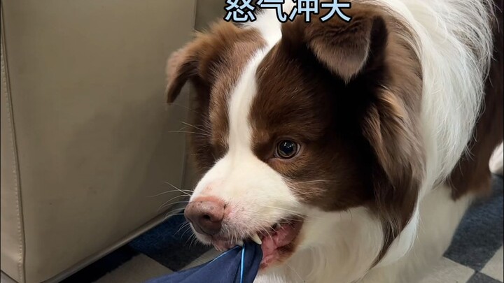 หยูจื่อ: ถ้ากลั่นแกล้งฉันอีก ฉันจะกัดเสื้อผ้าของคุณจนขาด!