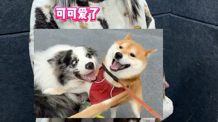 Selesai, karena Moutai aku kehilangan sahabat baik…