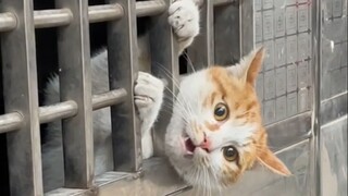 "When the cat has bad luck, even eating dried fish gets stuck in its teeth"