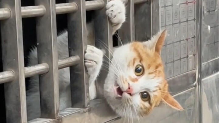 "When the cat has bad luck, even eating dried fish gets stuck in its teeth"