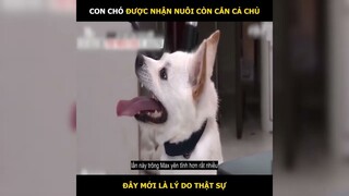 Con Chó Được Nhận Nuôi Còn Cắt Cả Chủ Đâu Mới Là Lý Do | LT Review