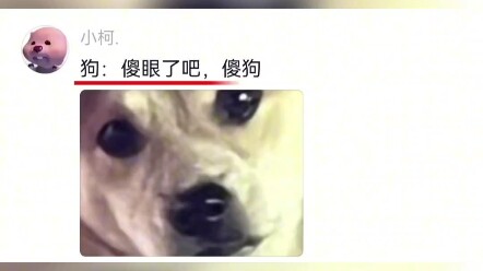 شيو غاو: أنت وافقت طواعية، لا تُلقي اللوم عليّ... #كلاب #مضحك #جميل