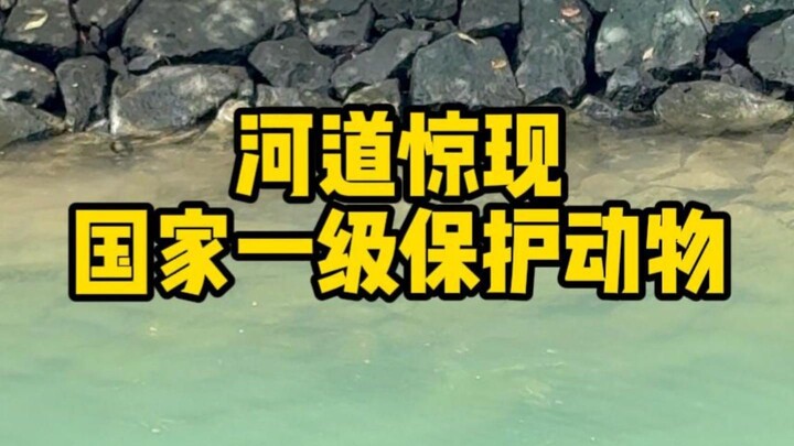 Đột nhiên xuất hiện động vật được bảo vệ cấp một của quốc gia trên con kênh nhỏ!