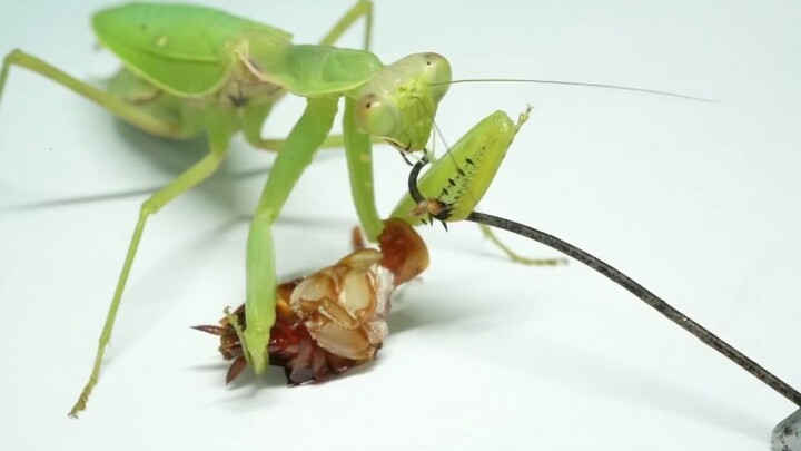 [Insect] Tempting The Mantis To Eat Wireworm | Have It With You Pal