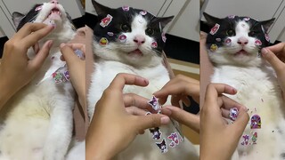 快停下，小猫都要哭了😿