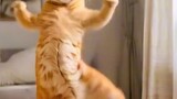 the meaw meaw dance
