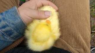 It took 32 days for the gosling to hatch from an egg. It follows you wherever you go. It's so clingy