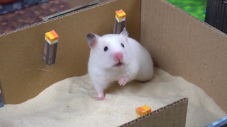 ภารกิจของหนูแฮมสเตอร์ EP 109