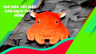 Trọng Nguyên | Tạo họa tiết mắt cho bạch tuộc hồng