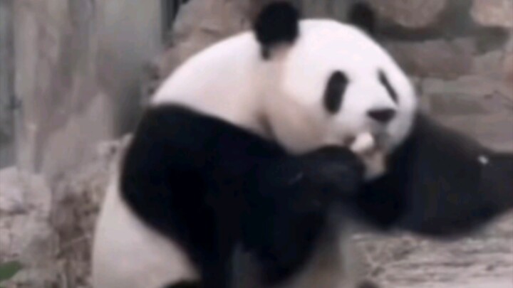 妈妈摔屁股好笑程度：100％两小只仓惶逃跑好笑程度：100000％