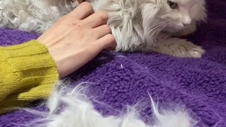 Bullying also happens in the cat world. This is a bullied fairy cat who almost...