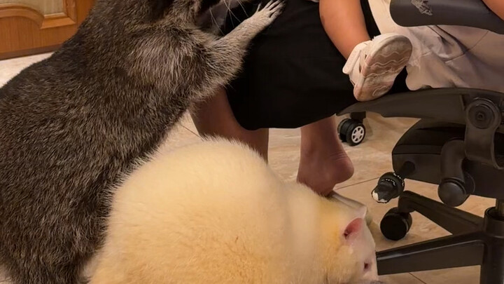 Delicious Raccoon