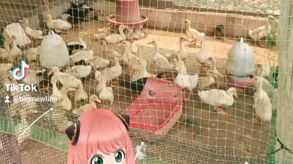 จากวันนั้นสู่วันนี้ มีน้องเป็ดน้องไก่ลาวๆ 500