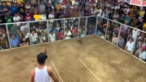 Golden boy 3 wins at Cantabaco Cockpit Arena 1x winner 🔥