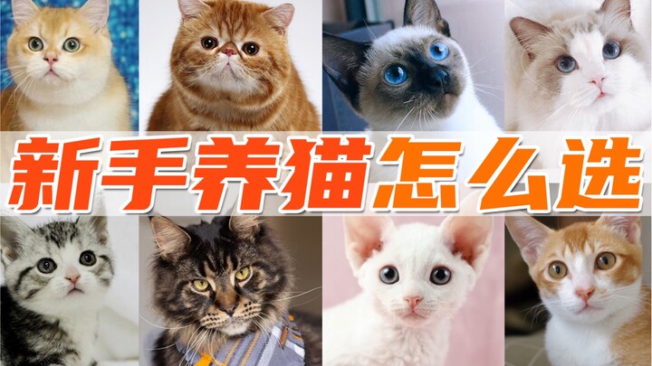 Kucing Jenis Apa yang Cocok untuk Pemula? Ringkasan Kelebihan dan Kekurangan 10 Jenis Populer!