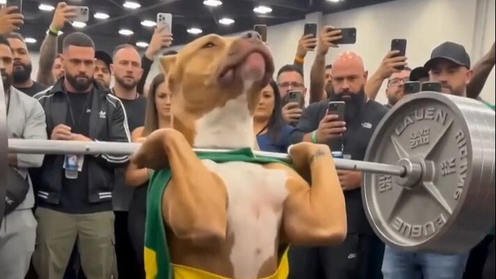 Powerlifting Animals - Dog